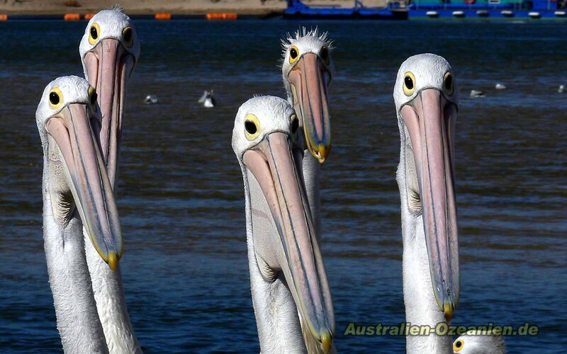 Pelicans at the water's edge