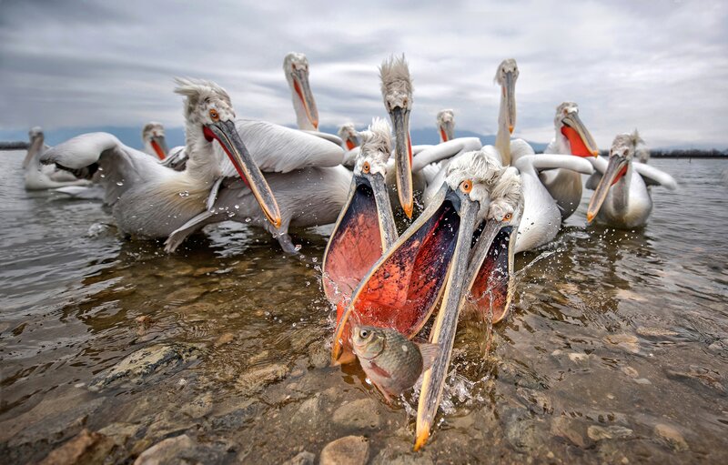 Pelicans Catching Fish
