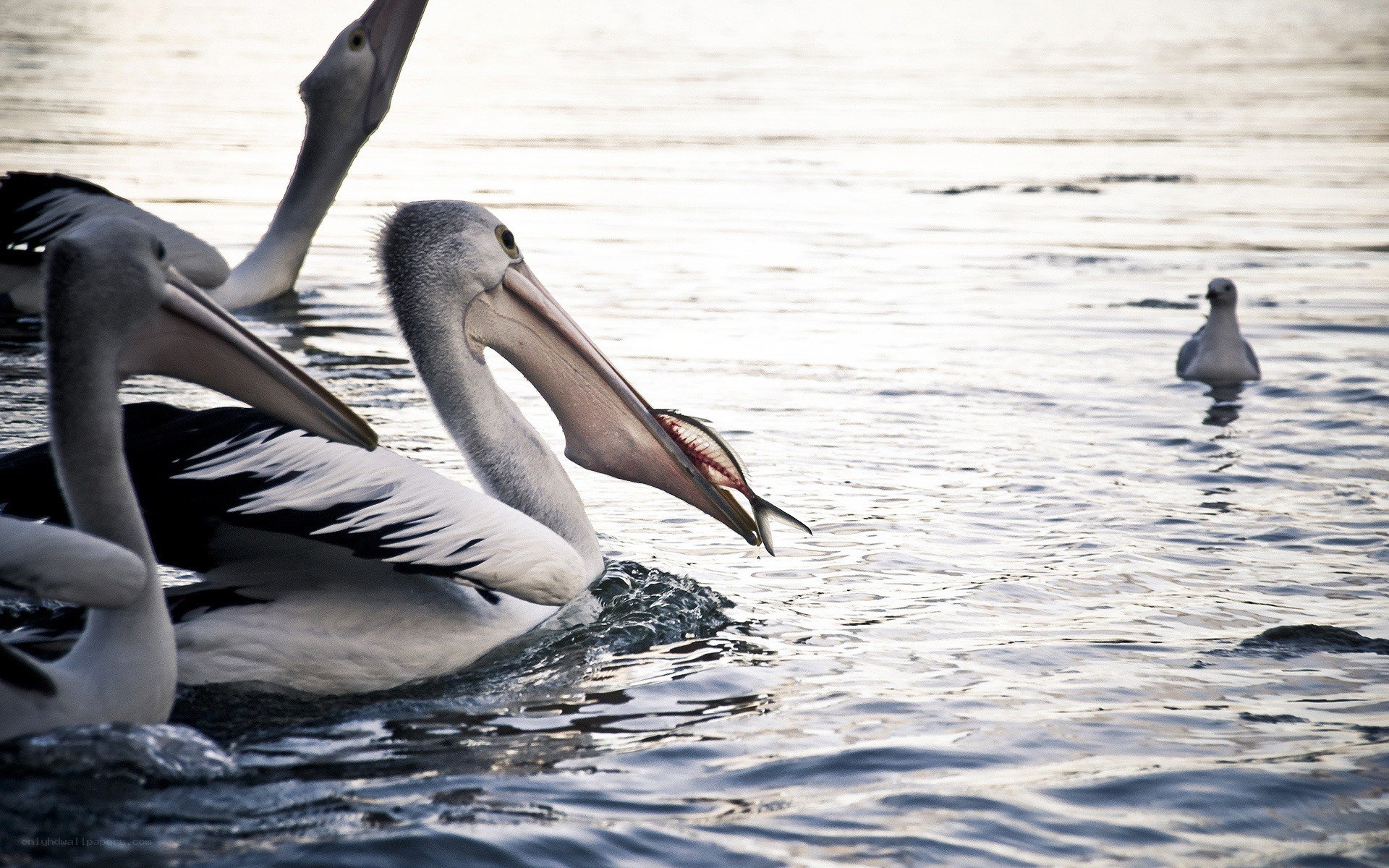 Pelicans feeding on fish