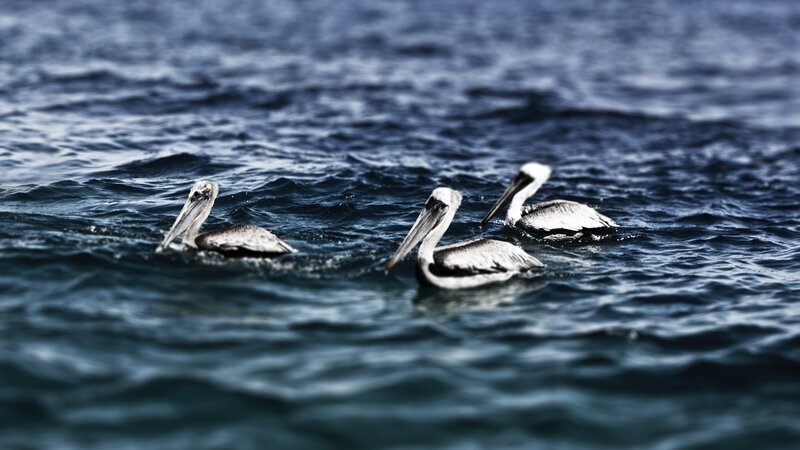 pelicans floating on ocean