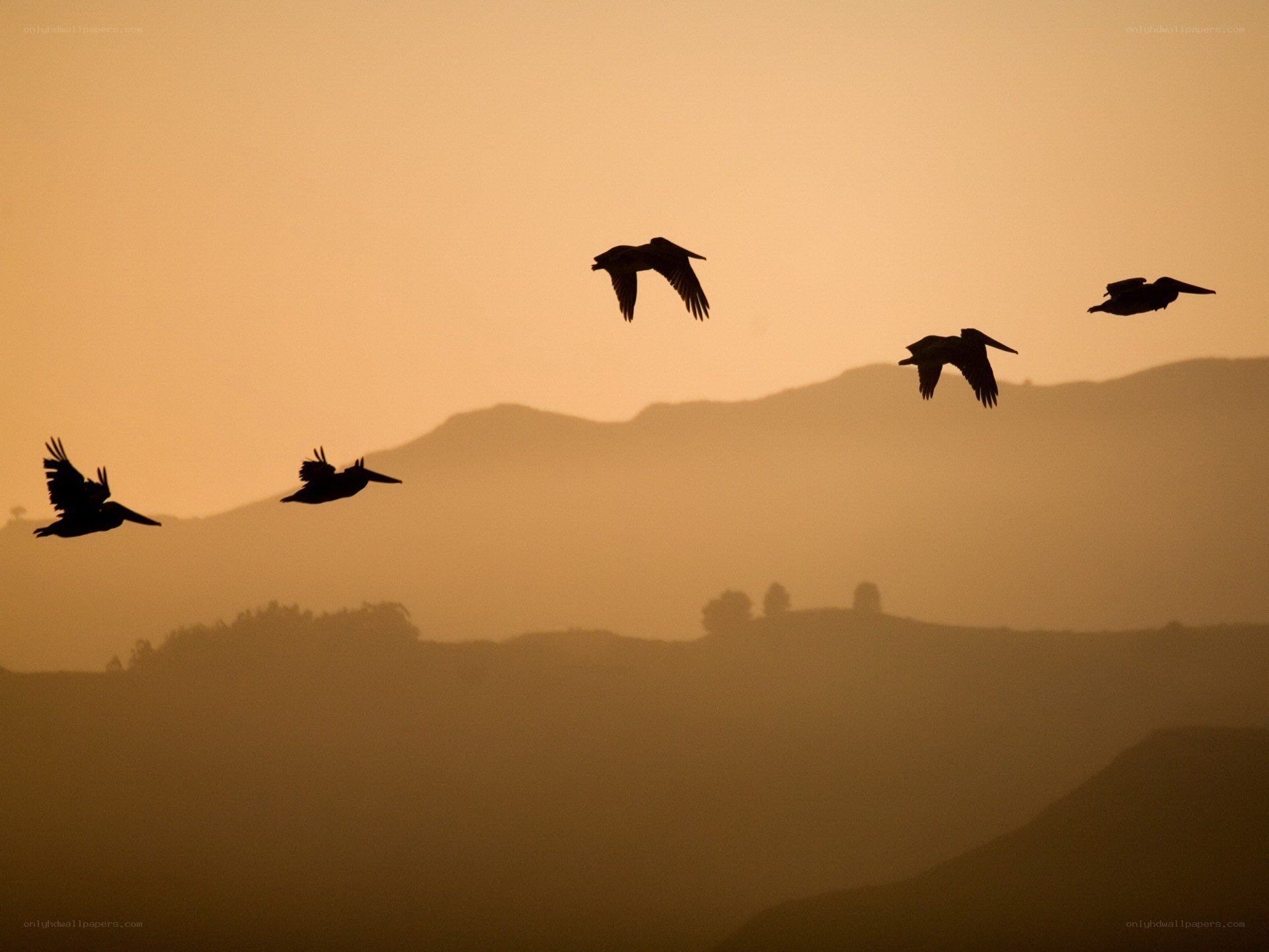 Pelicans flying at sunset