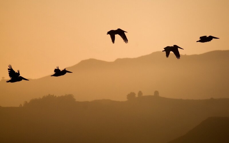 Pelicans Flying at Sunset — Orange, Serene