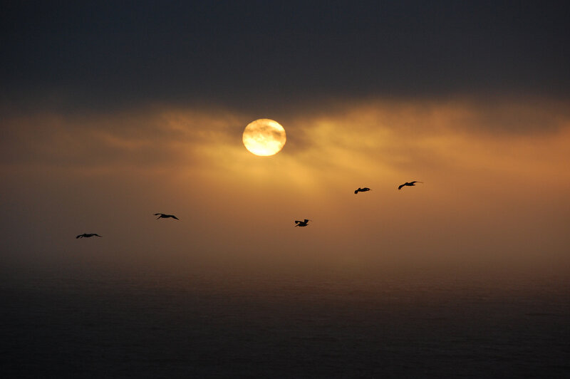 Pelicans Flying at Sunset — Orange
