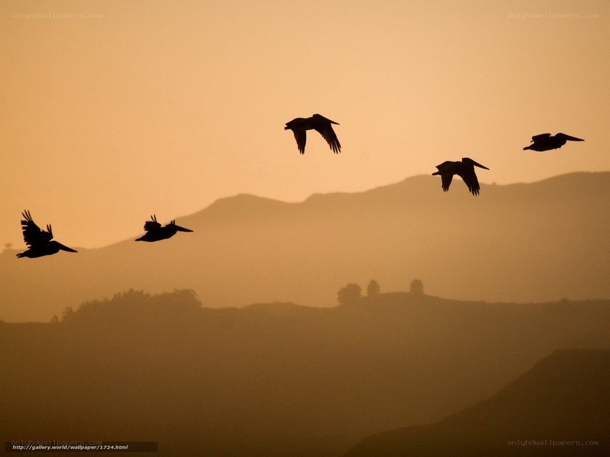 Pelicans flying at sunset