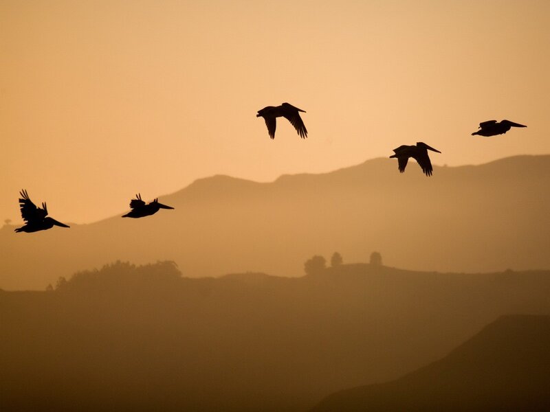 Pelicans Flying in Formation — Orange