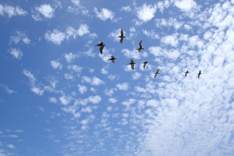 pelicans flying in formation