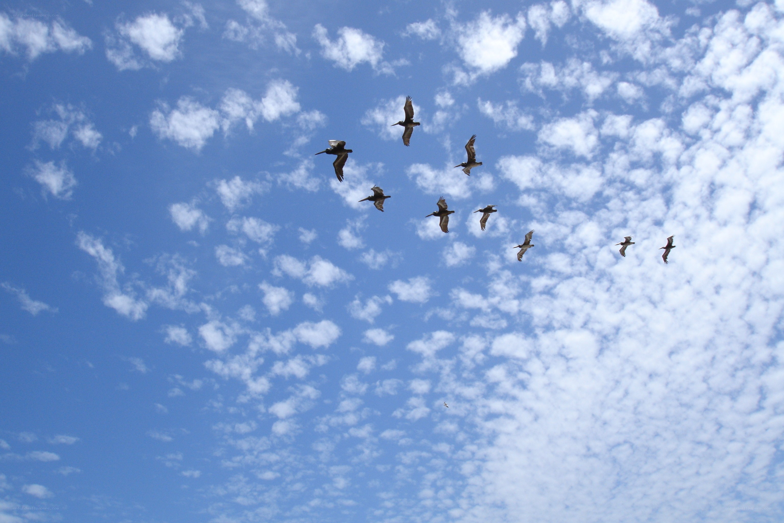 pelicans flying in formation
