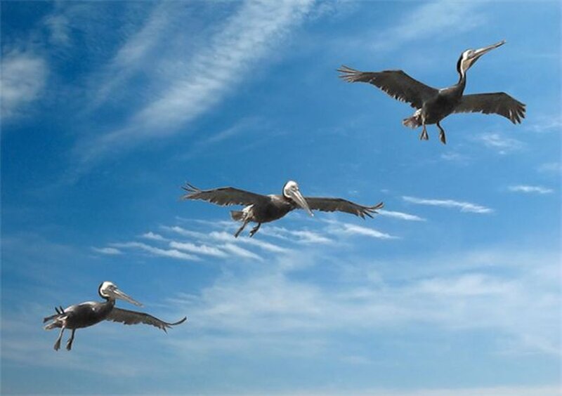Pelicans flying in the sky