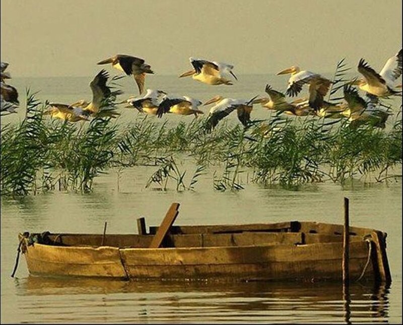 Pelicans Flying over Boat