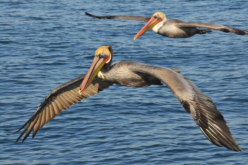 Pelicans flying over ocean