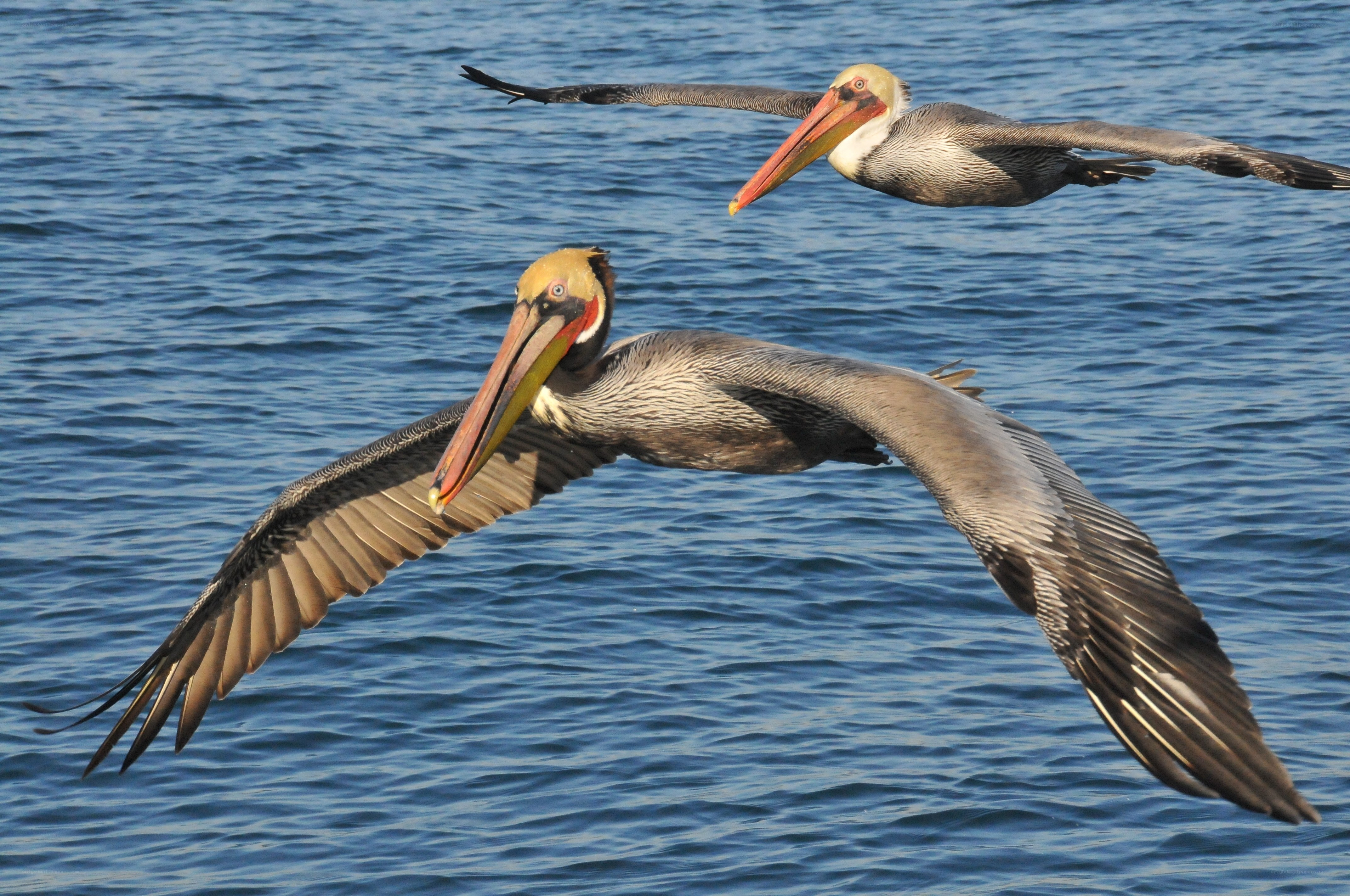 Pelicans flying over ocean