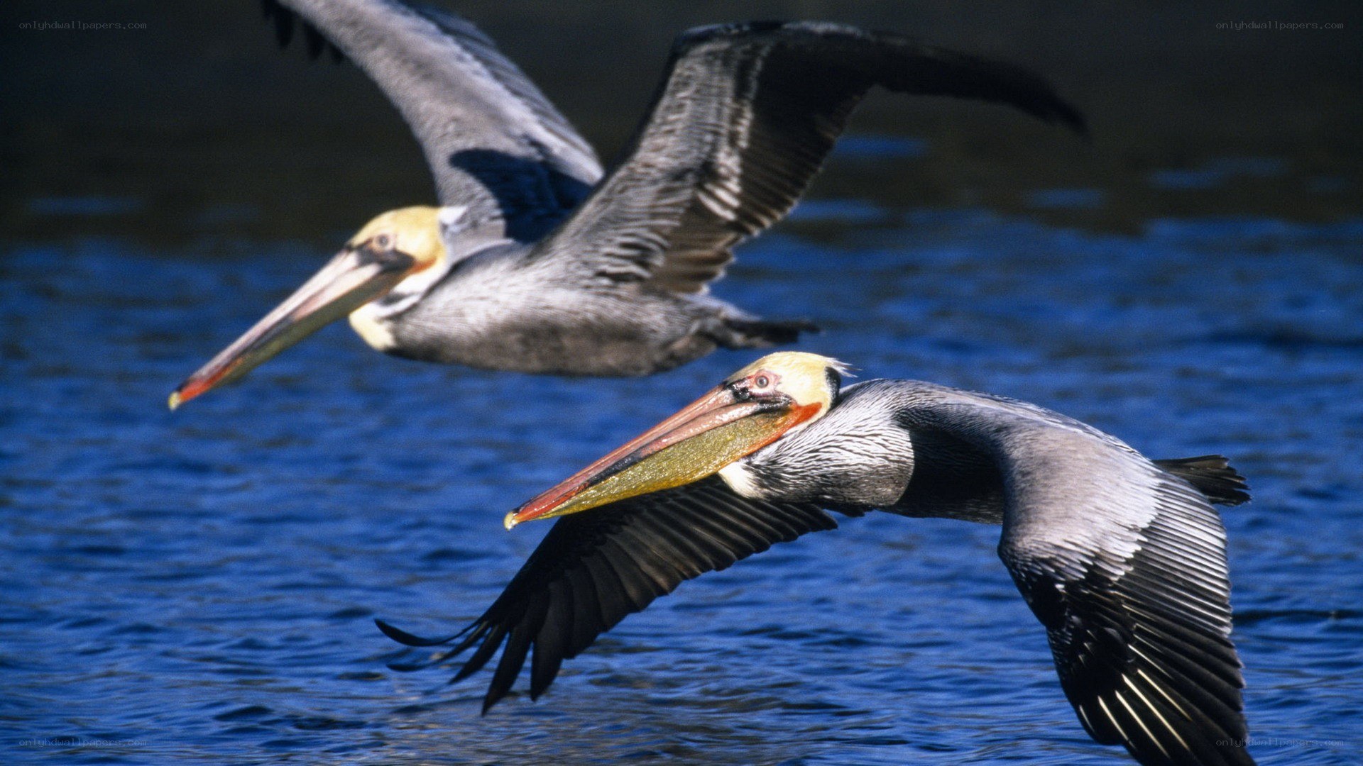 pelicans flying over water
