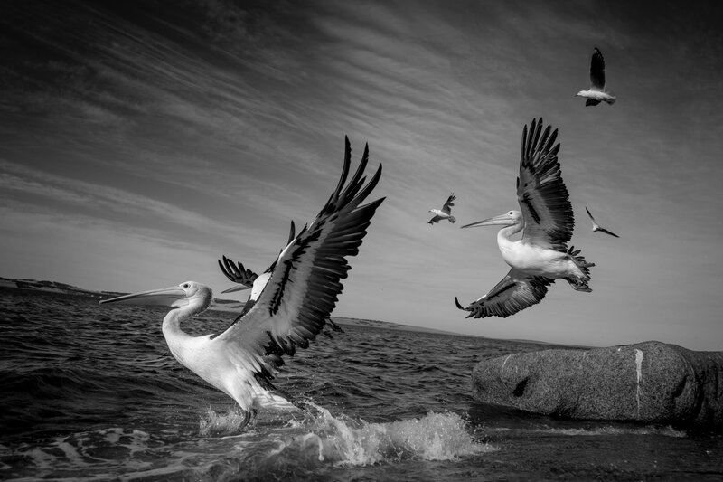 Pelicans Flying over Water — Black