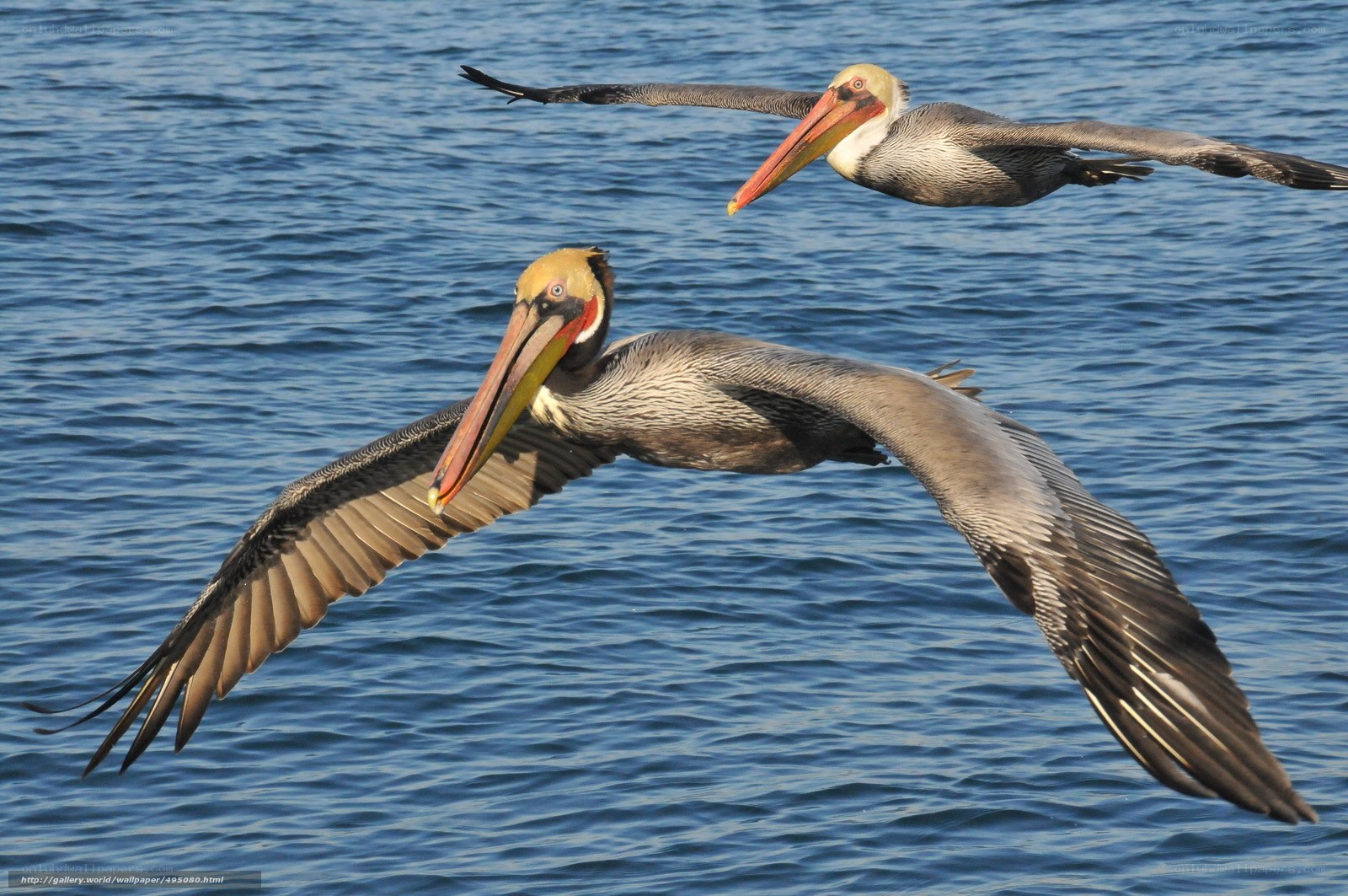 Pelicans flying over water