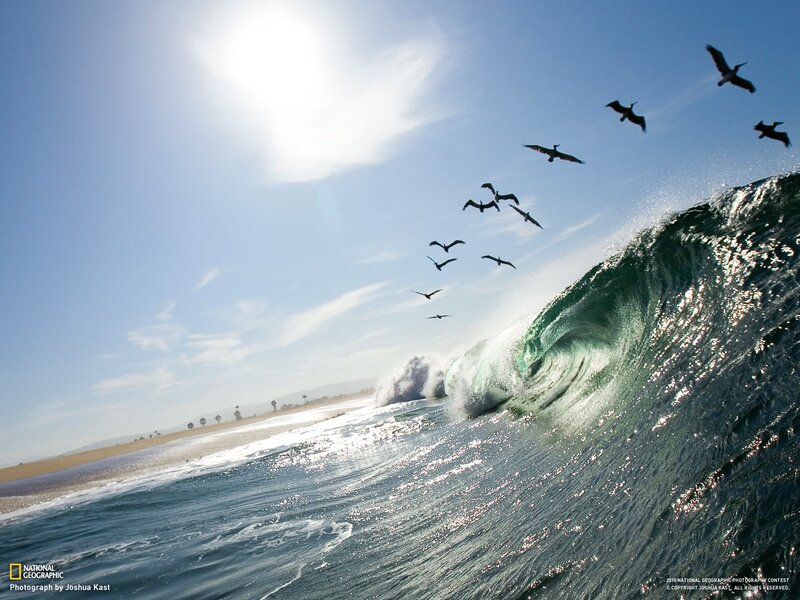 Pelicans Flying over Wave — Blue