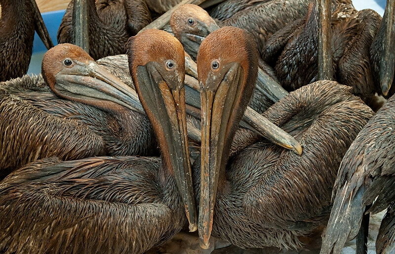 pelicans in a group