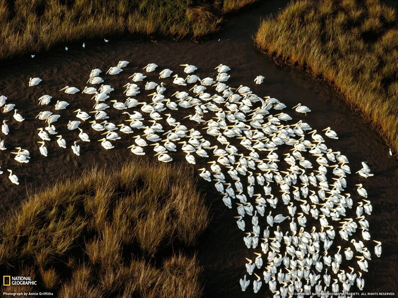 Pelicans in a marsh