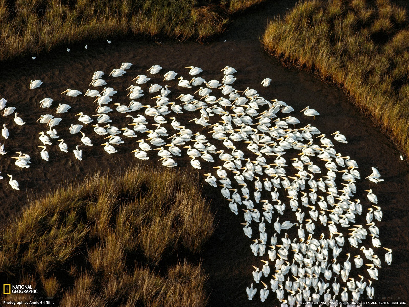 Pelicans in a marsh
