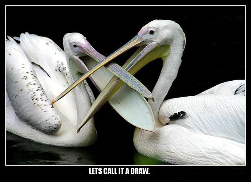 pelicans in a standoff