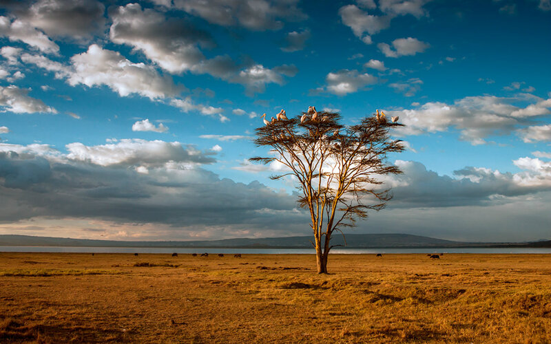 Pelicans in Acacia Tree