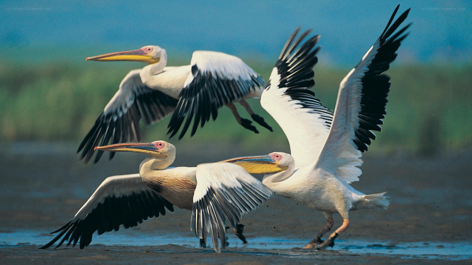 Pelicans in flight over water