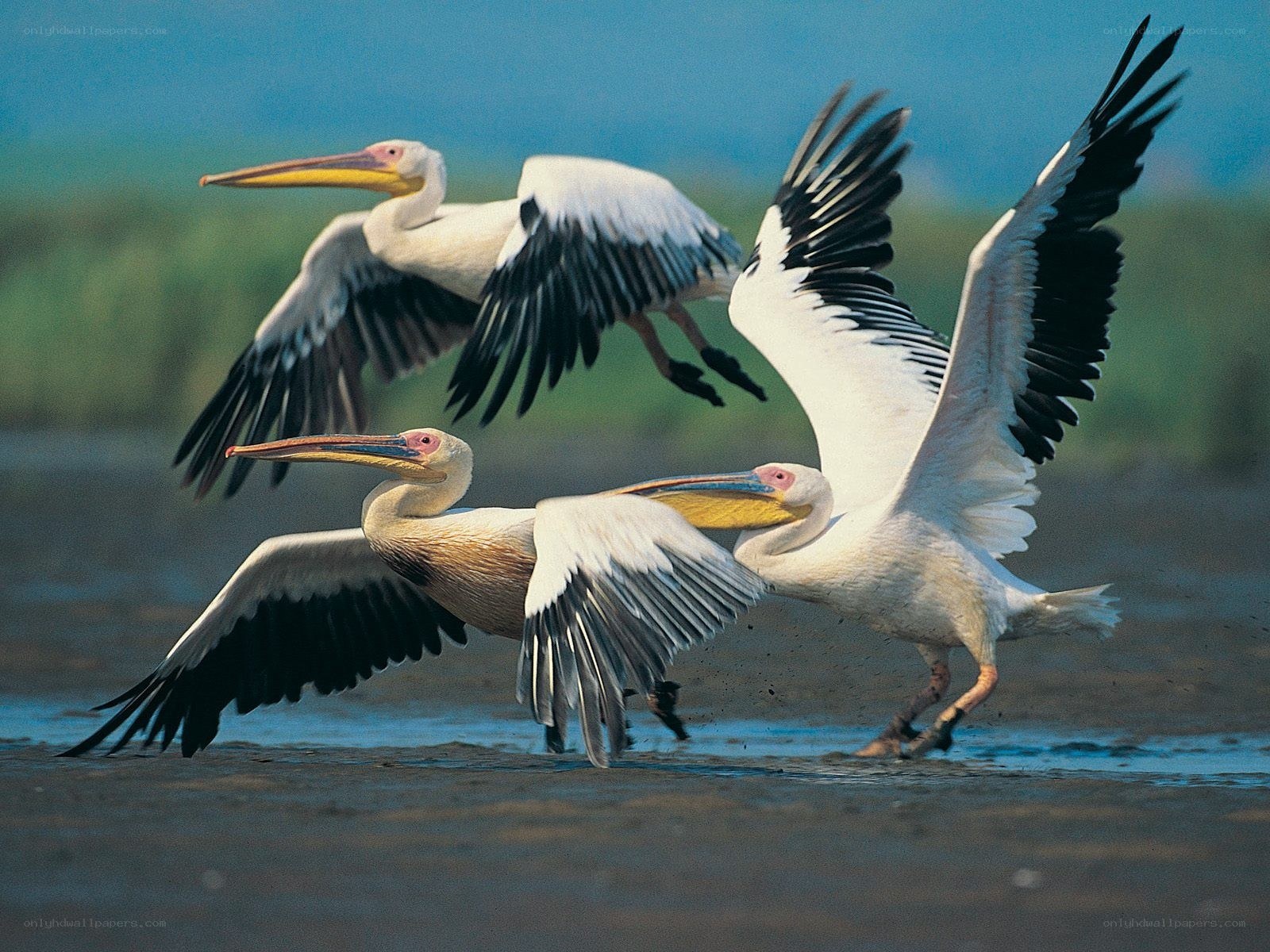 Pelicans in flight over water