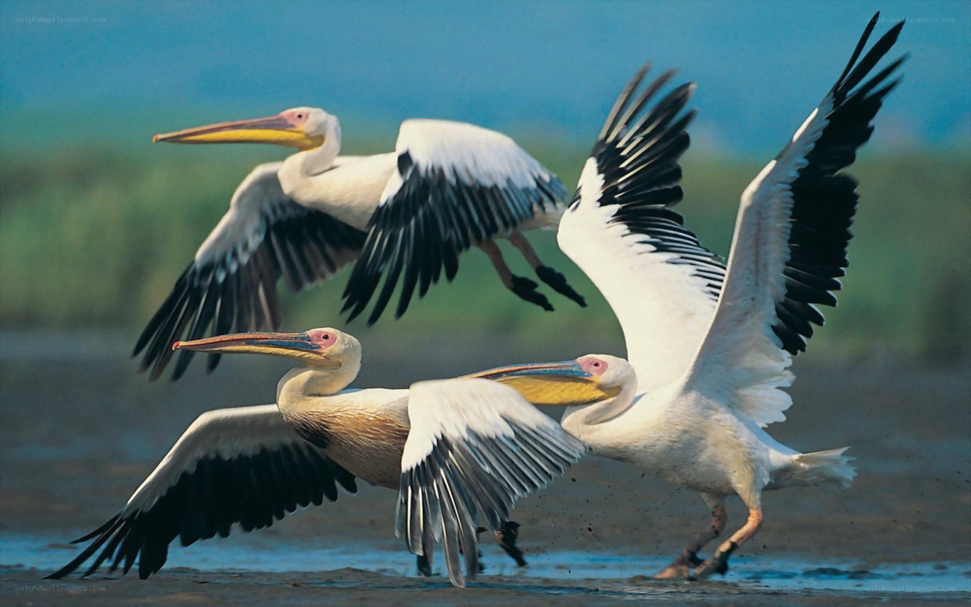 Pelicans in flight over water