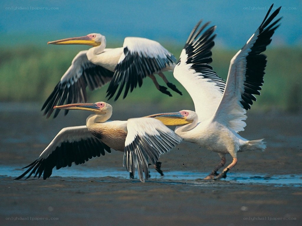Pelicans in flight over water