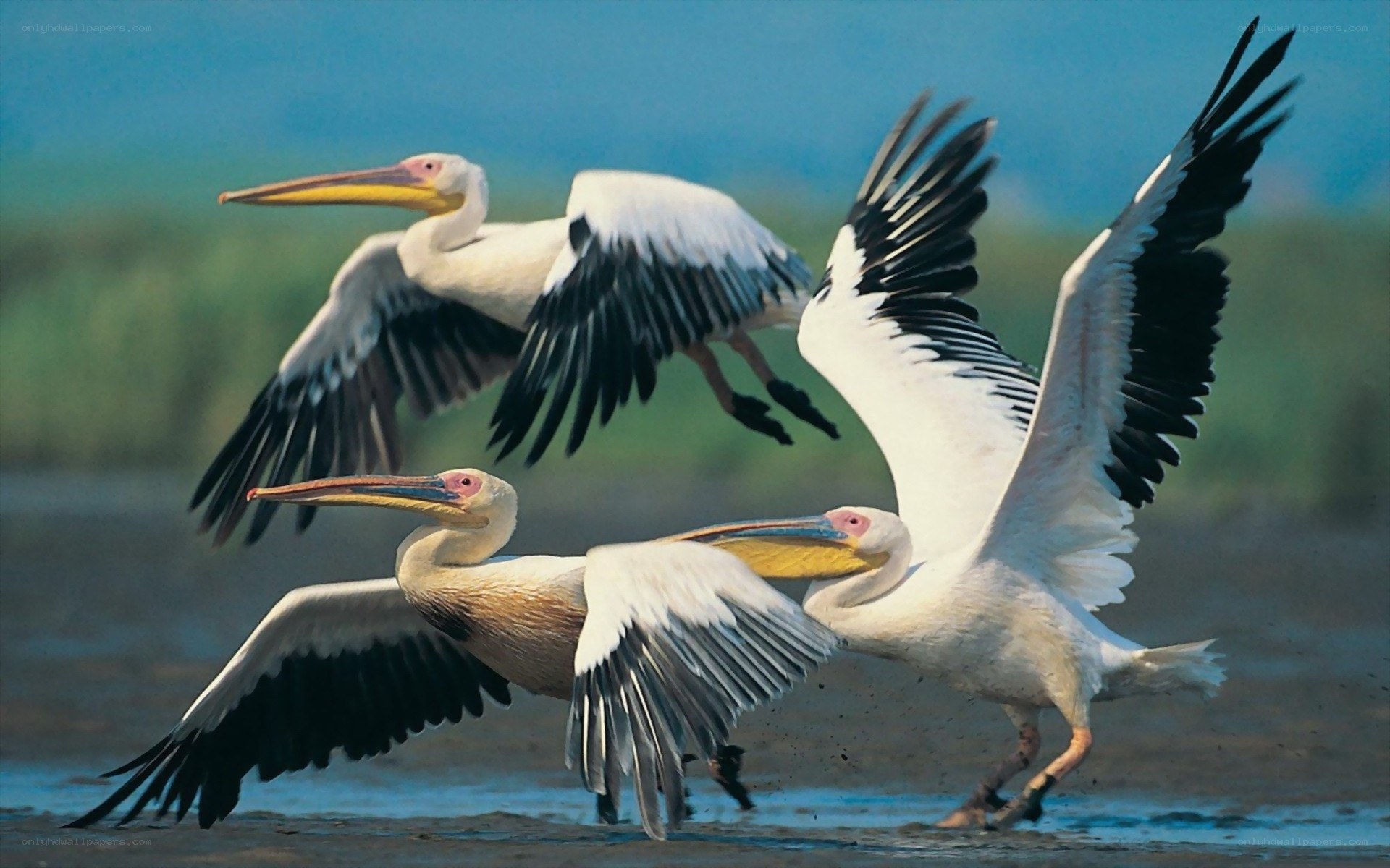 Pelicans in flight over water