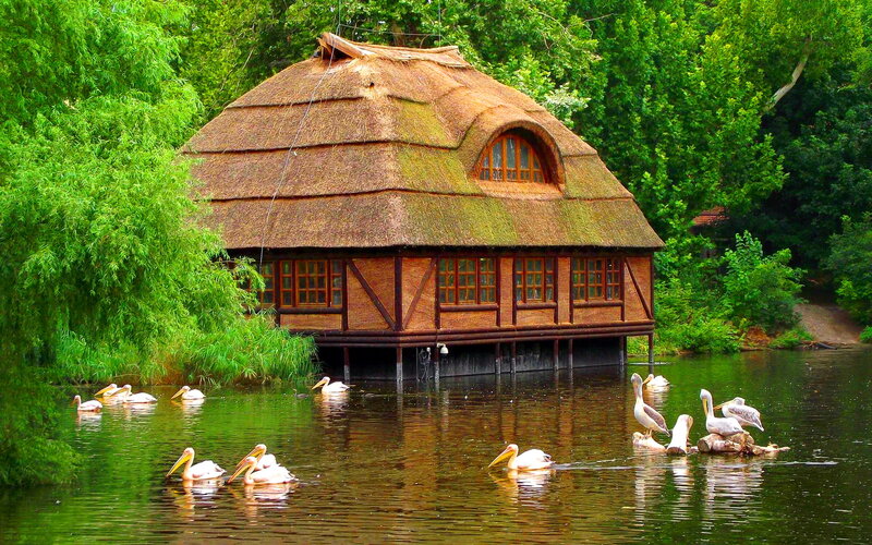 Pelicans in Pond