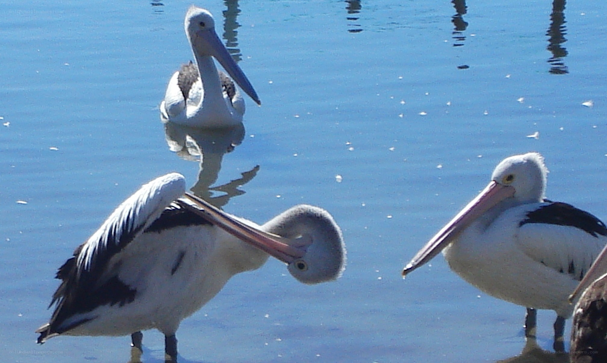 Pelicans in shallow water