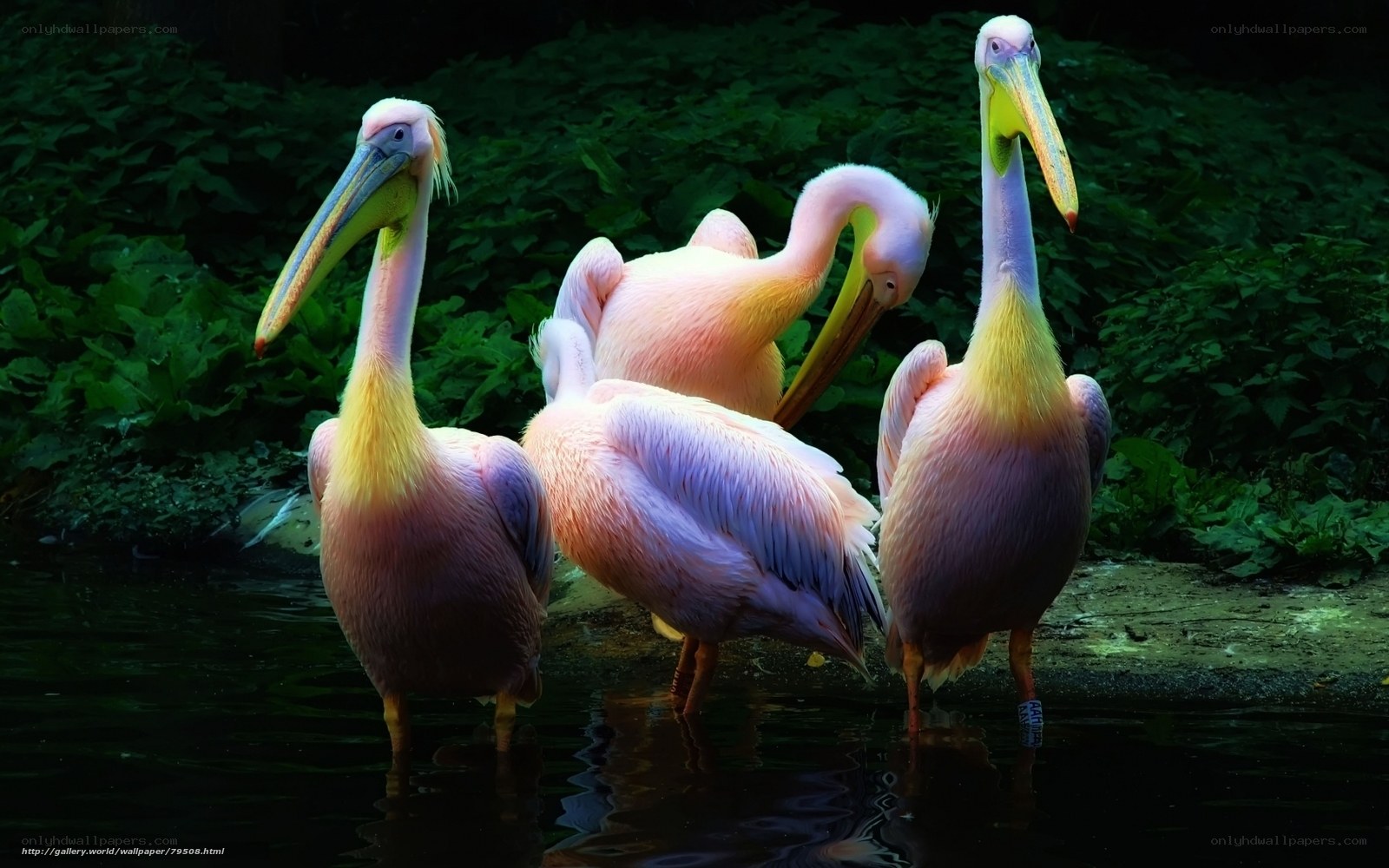 pelicans in the water