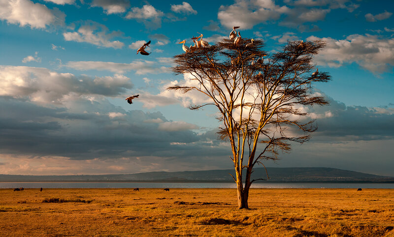 Pelicans in Tree