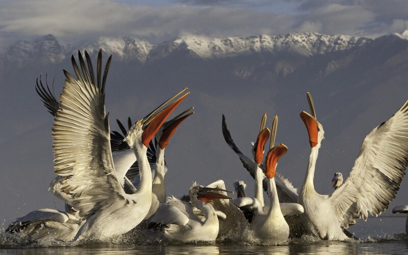 Pelicans in Water