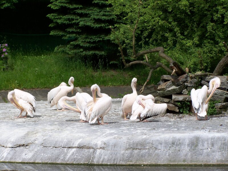 Pelicans on a concrete ledge