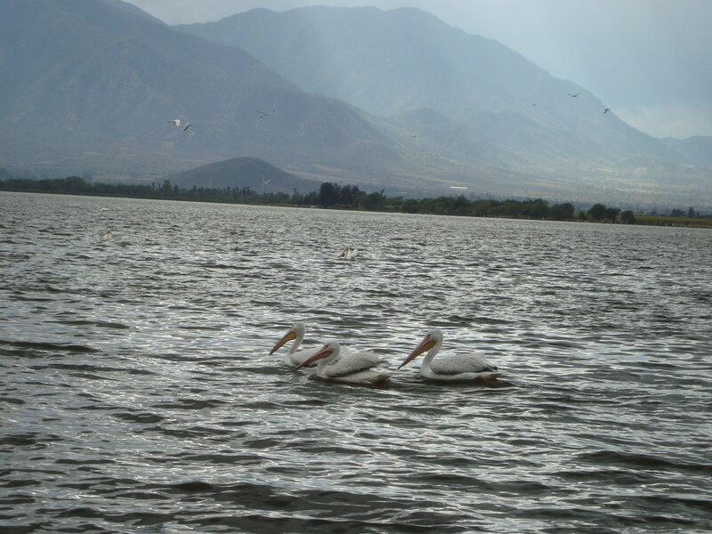 Pelicans on a lake with mountains