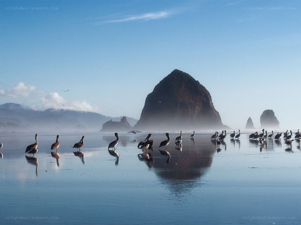Pelicans on a misty beach