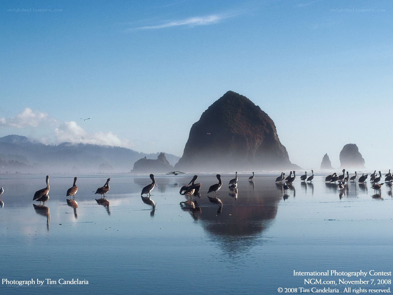 Pelicans on a misty beach