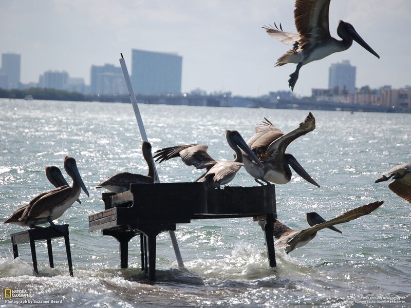 Pelicans on a piano in water