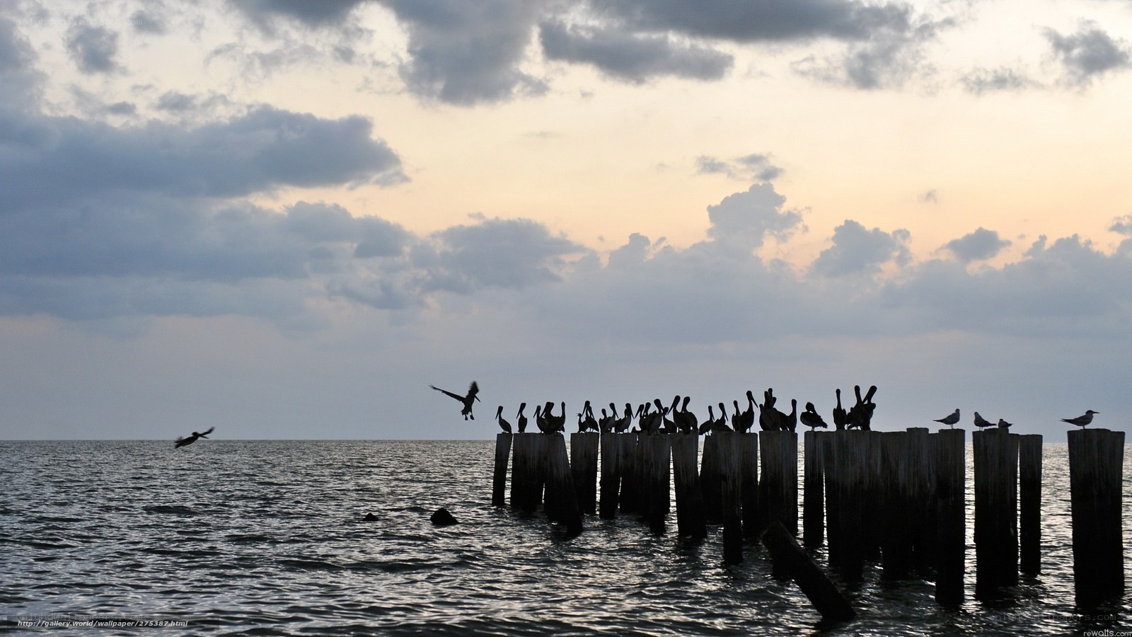 Pelicans on a pier at sunset