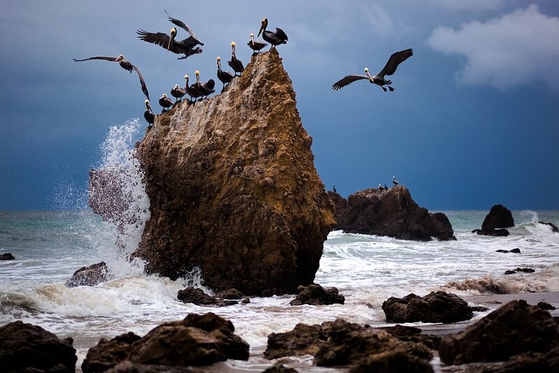 Pelicans on a rocky outcrop