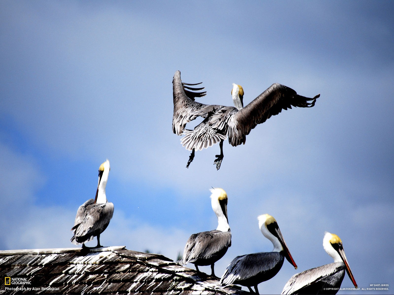 Pelicans on a roof
