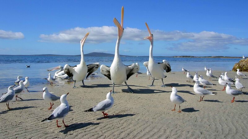Pelicans on a sandy beach