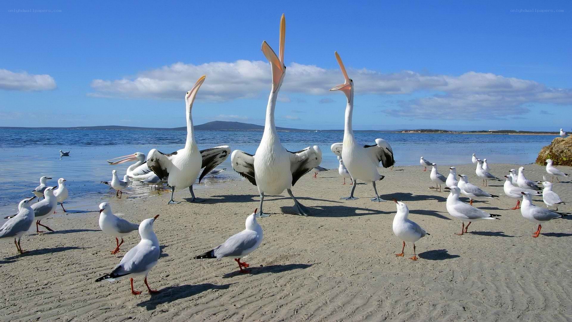 Pelicans on a sandy beach