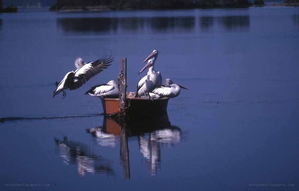 Pelicans on a small boat