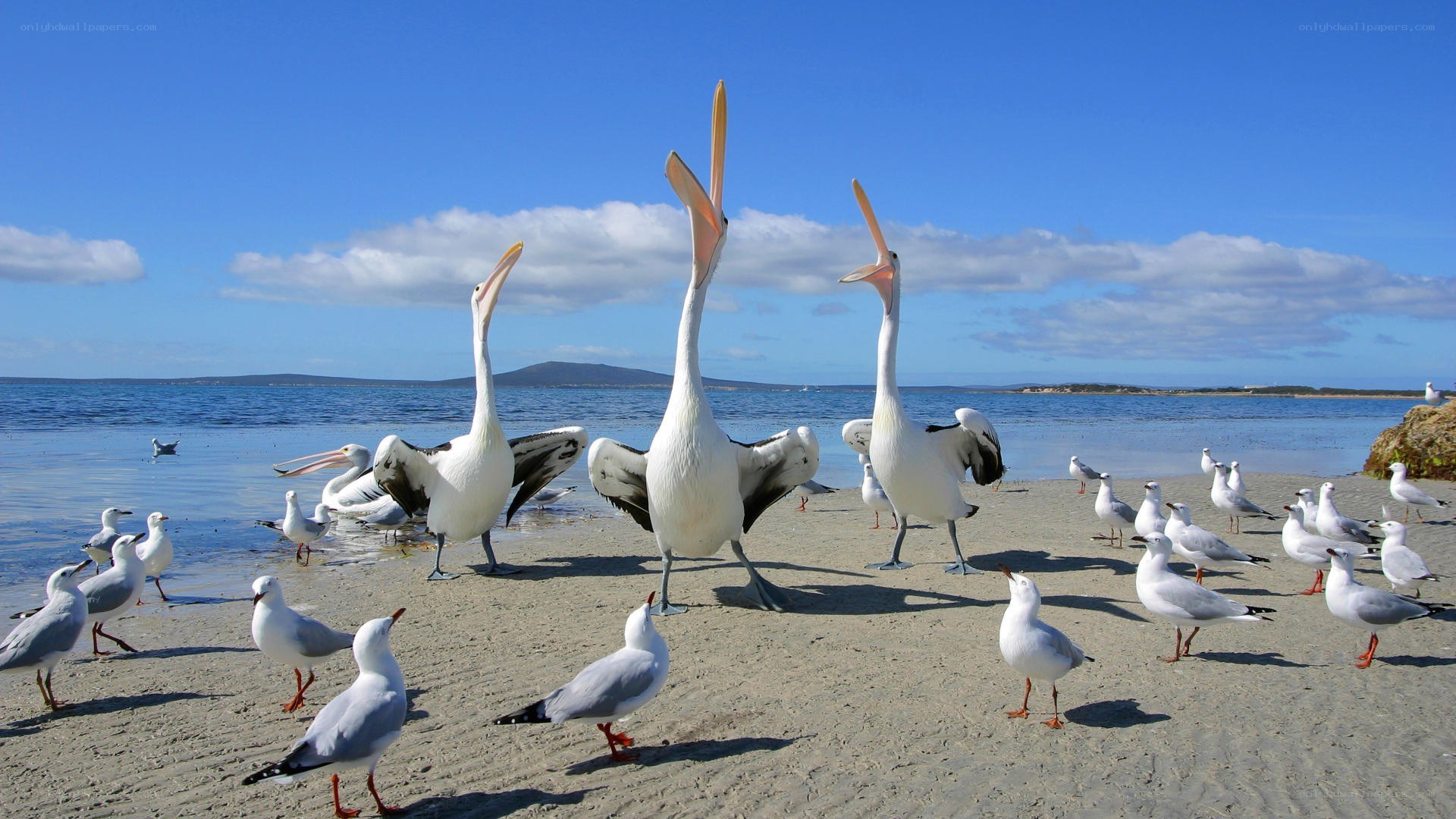 Pelicans on a sunny beach