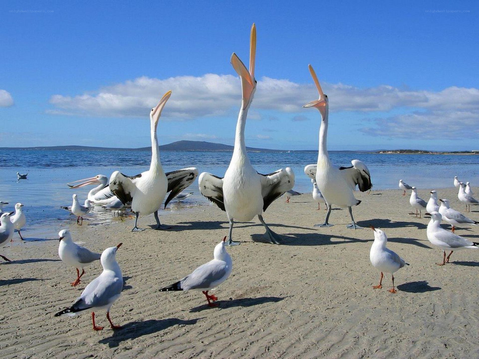 Pelicans on a sunny beach