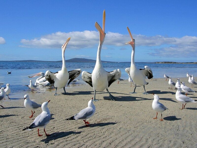 Pelicans on a sunny beach