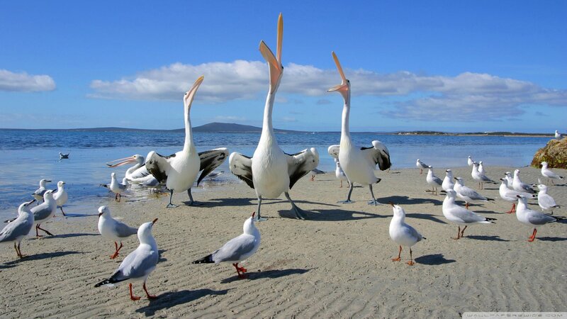 Pelicans on Beach — Blue, Serene, Afternoon