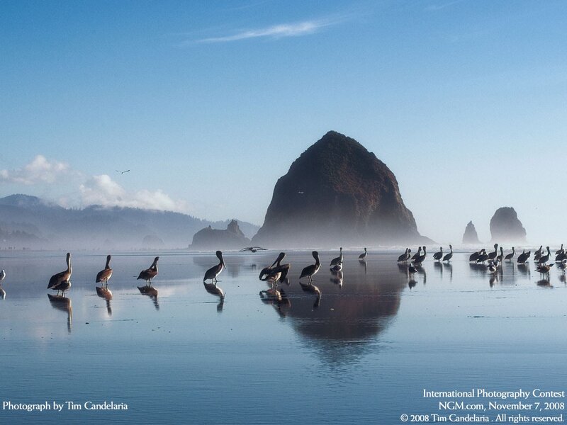 Pelicans on Beach — Blue, Serene, Morning